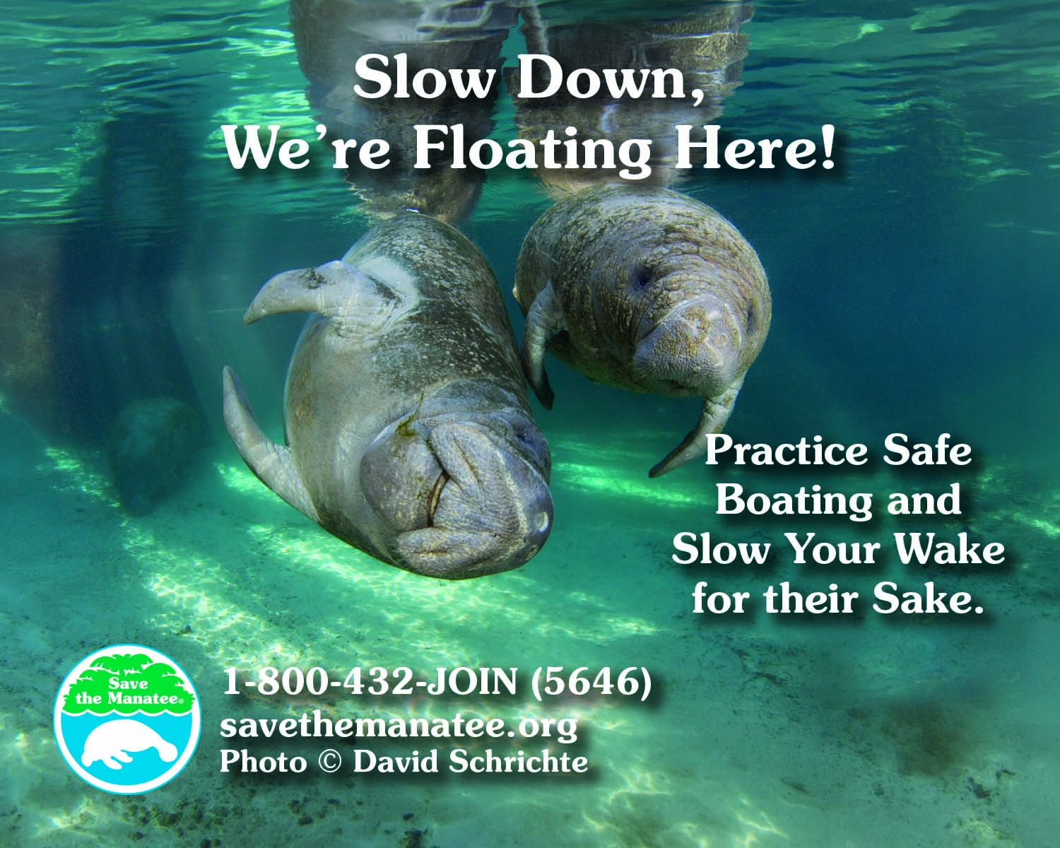 Save the Manatee - Slow Down - 5 x 4